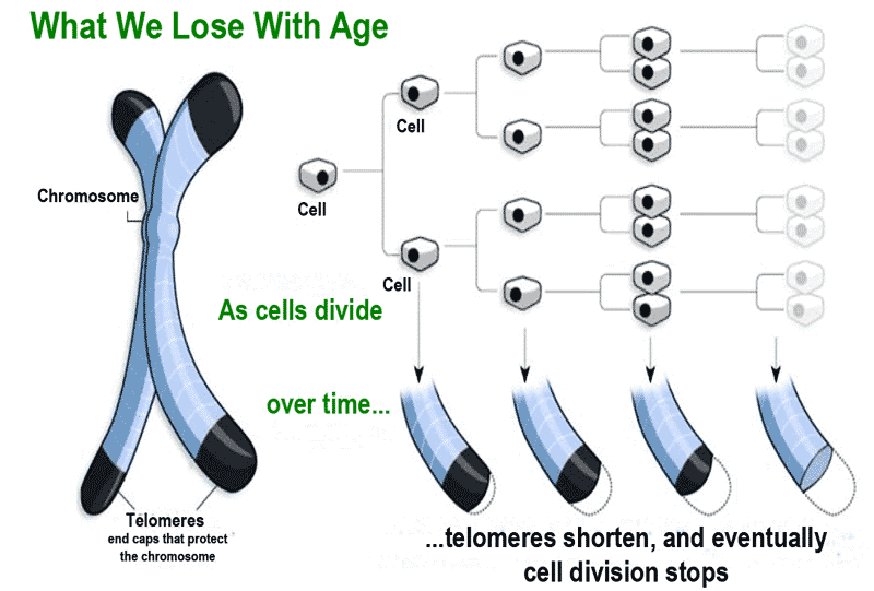 Telomeres Reversing Aging Part Science