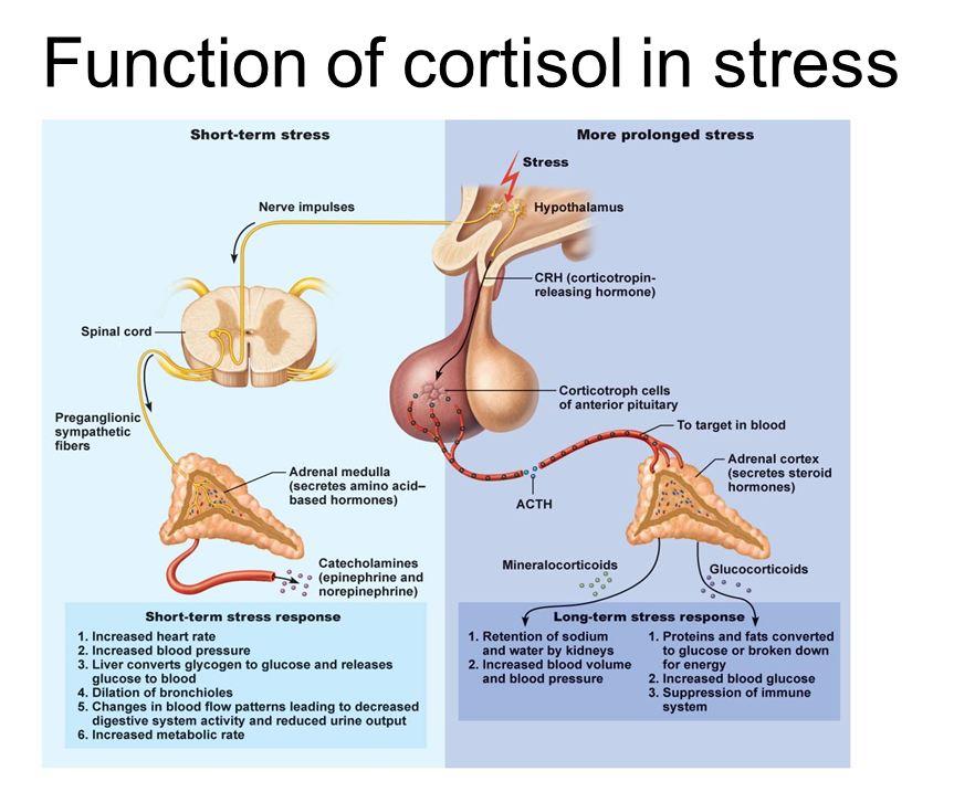 Cortisol Part 1 Relationship To Stress 2ndAct Health Testing 