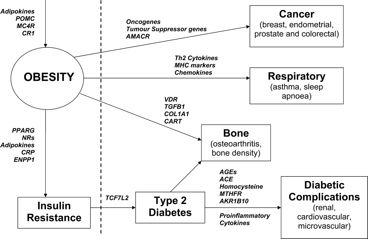 research in obesity genetics